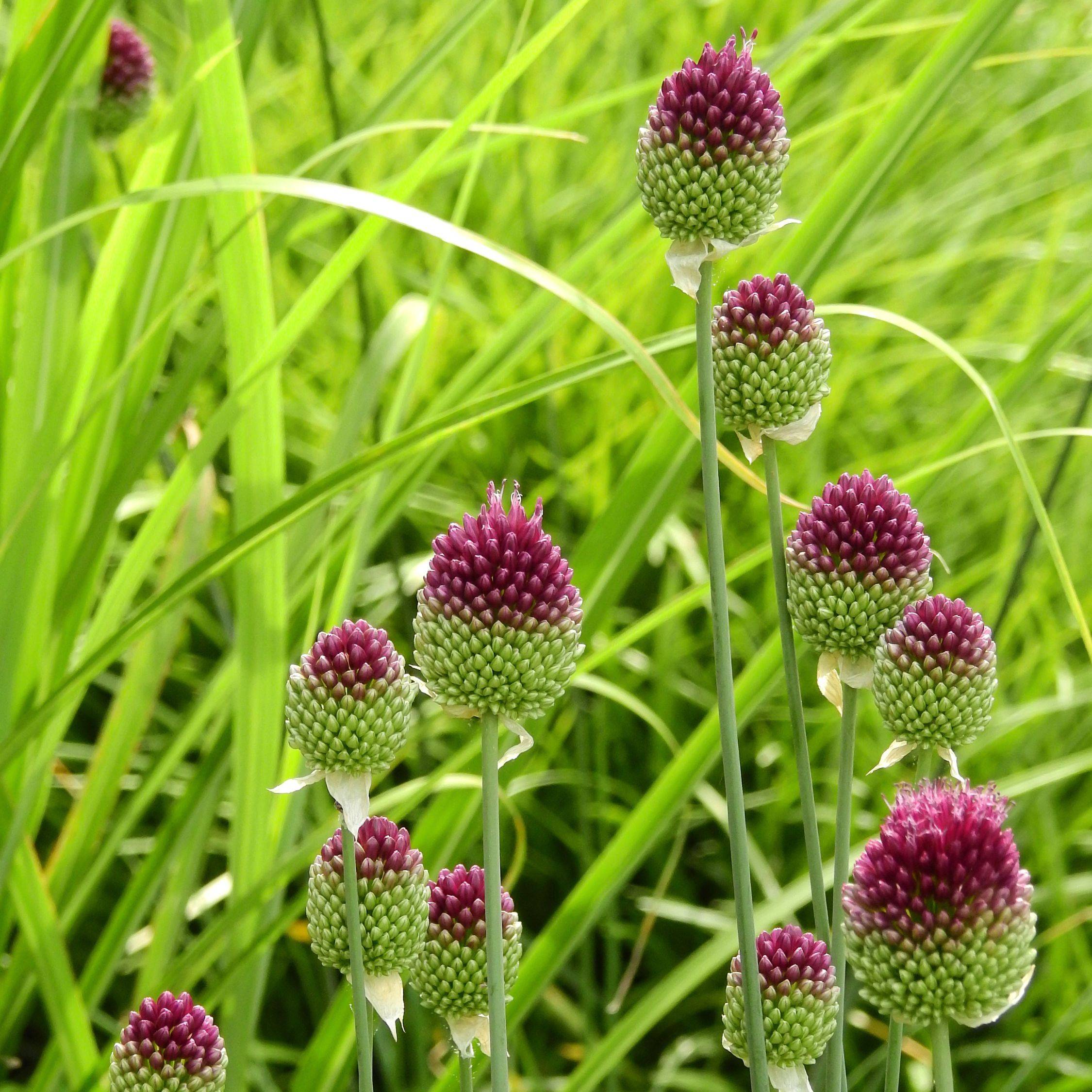 Plant In A Box - Ail - Set de 200 - Allium 'Sphaerocephalon' - Bulbes à fleurs - Violet - Image 3