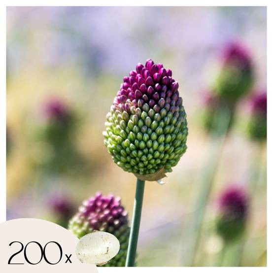 Plant In A Box - Ail - Set de 200 - Allium 'Sphaerocephalon' - Bulbes à fleurs - Violet - Image 1