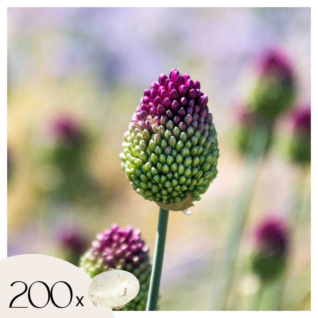 Plant In A Box - Ail - Set de 200 - Allium 'Sphaerocephalon' - Bulbes à fleurs - Violet