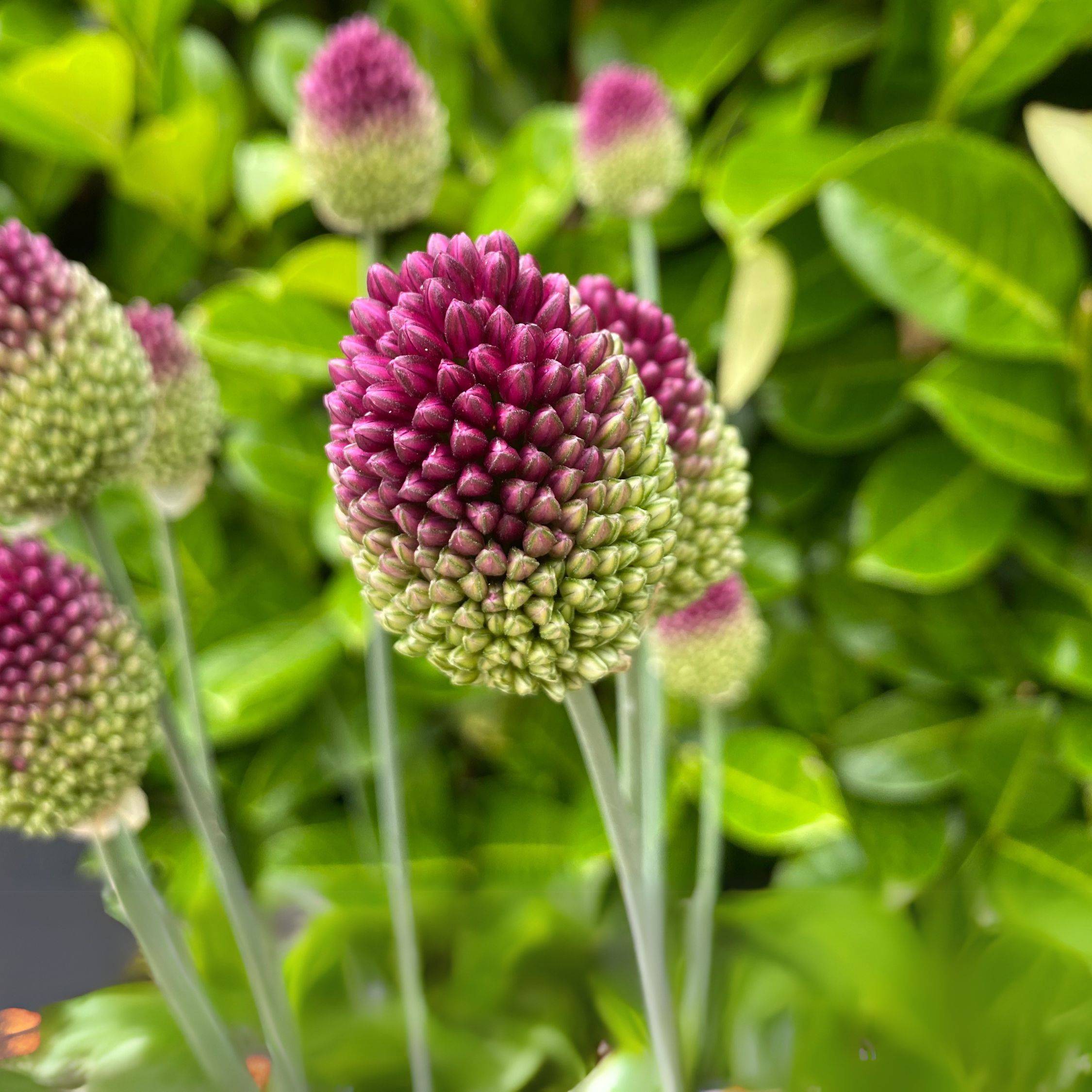 Plant In A Box - Ail - Set de 200 - Allium 'Sphaerocephalon' - Bulbes à fleurs - Violet - Image 4
