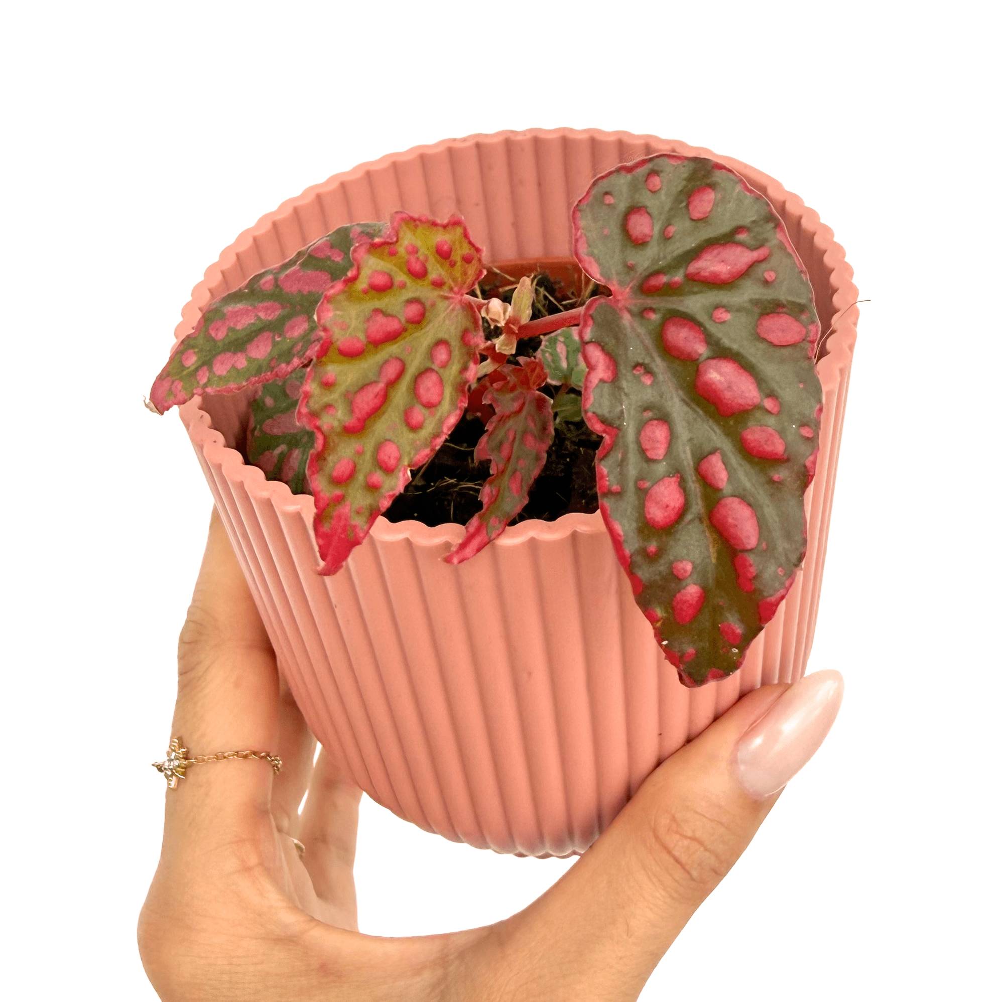 Begonia 'Pink Lady' - Pot de 8cm - Plantes d'intérieur