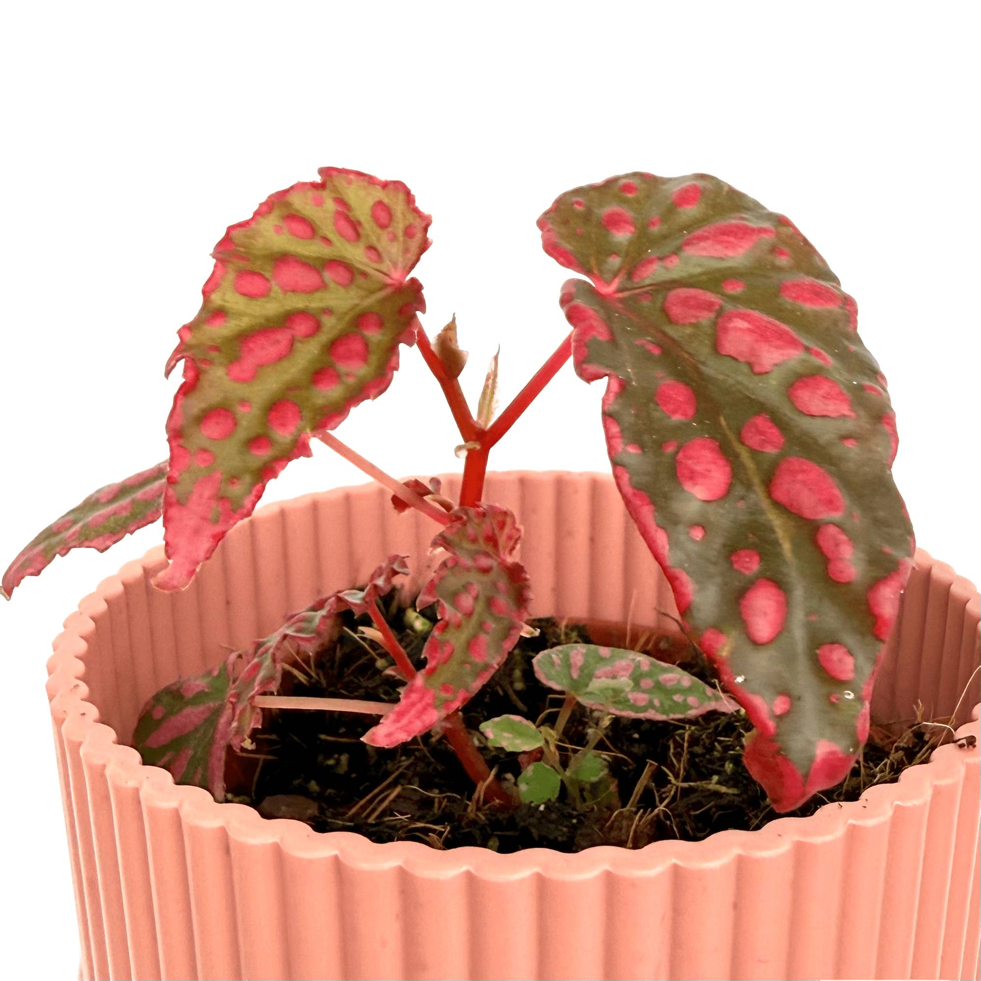 Begonia 'Pink Lady' - Pot de 8cm - Plantes d'intérieur - Image 2