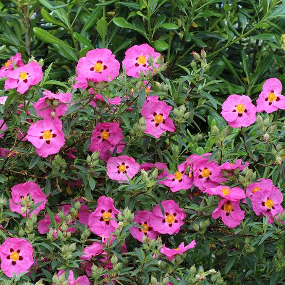 Promesse de Fleurs - Cistus purpureus - Ciste pourpre Pot de 2L/3L - Image 1