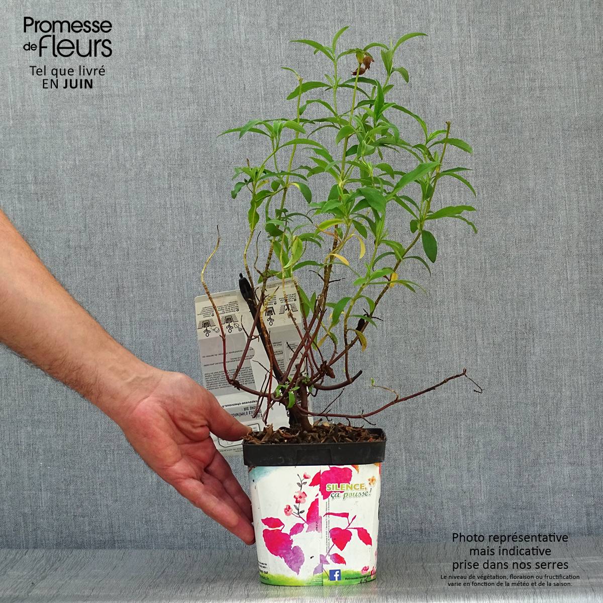 Promesse de Fleurs - Cistus purpureus - Ciste pourpre Pot de 2L/3L - Image 2