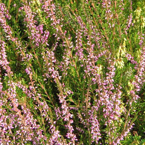Promesse de Fleurs - Bruyère d'été - Calluna vulgaris Marleen Pot de 2L/3L
