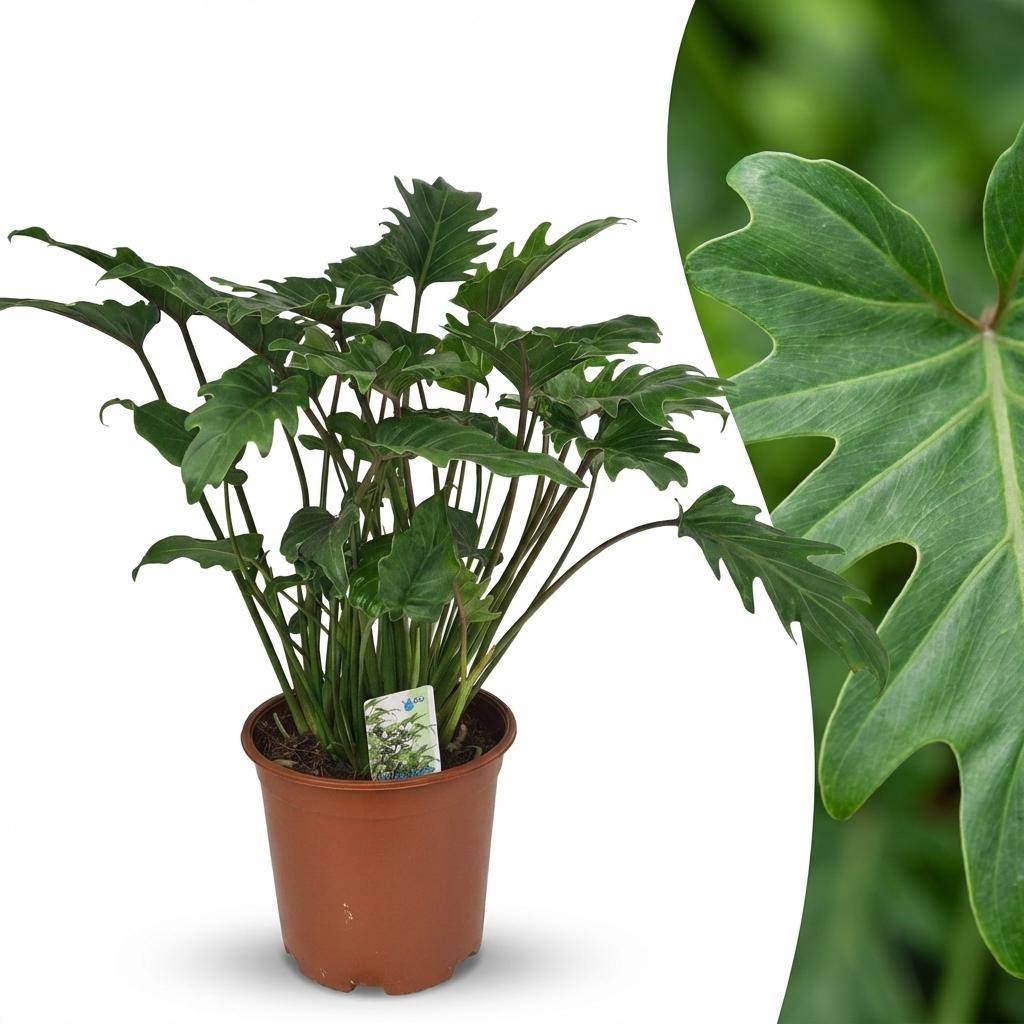 Philodendron Xanadu - H60cm - Image 3