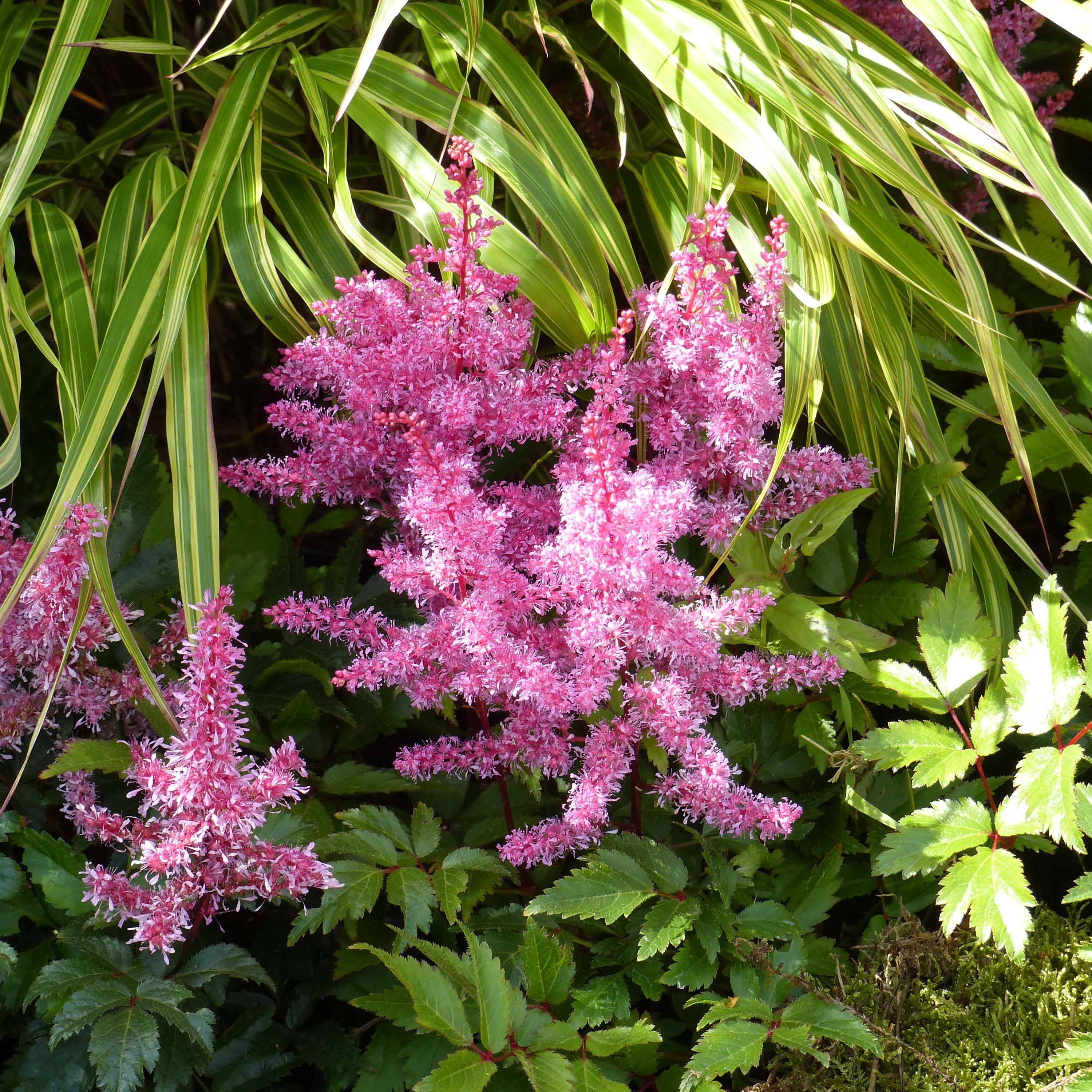 Astilbe Younique® Red (Ruby Red) Pot de 2L/3L