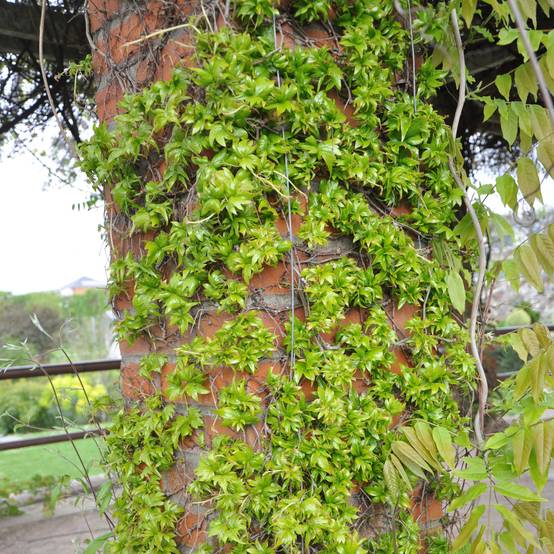 Vigne vierge - Parthenocissus tricuspidata Lowii Pot de 2L/3L