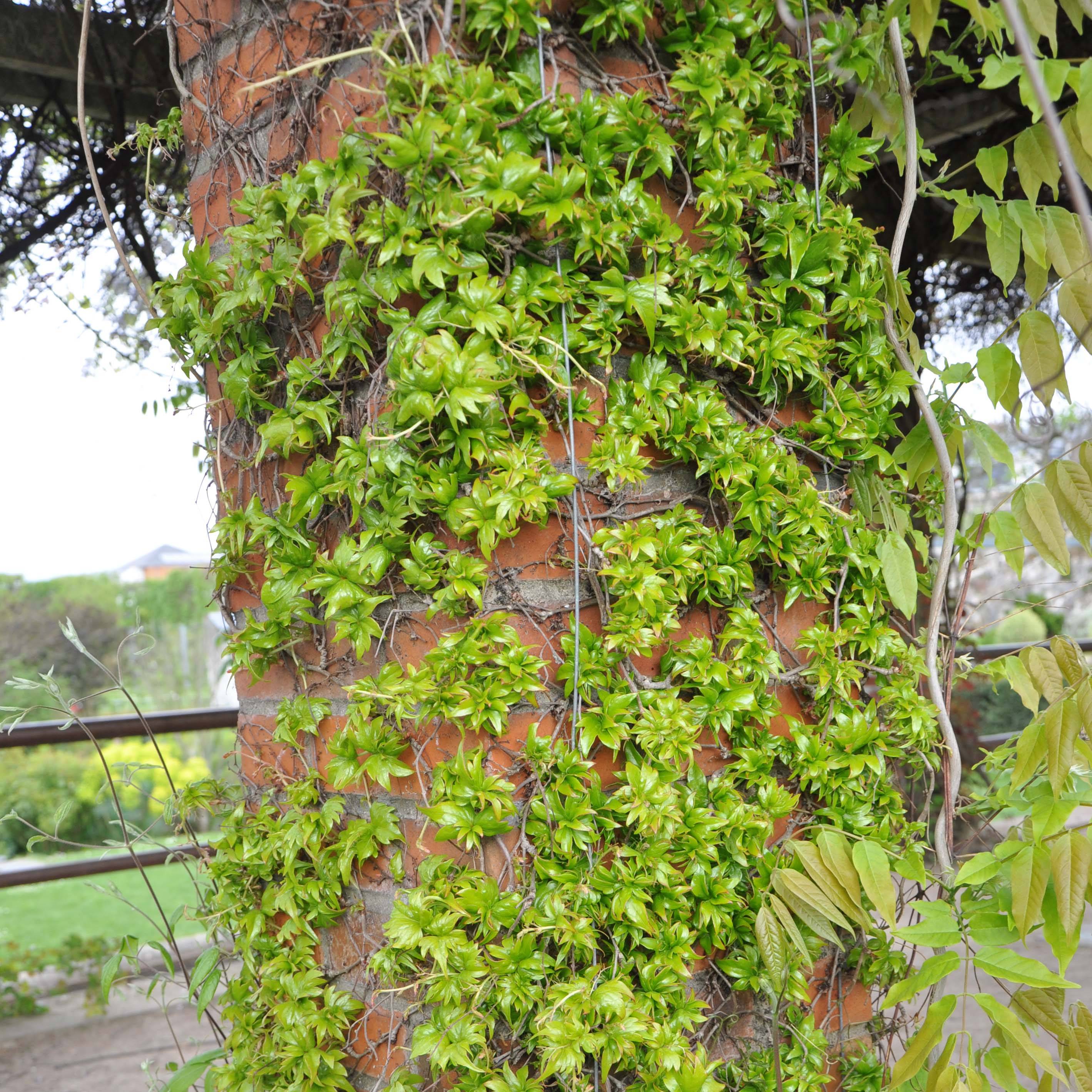 Vigne vierge - Parthenocissus tricuspidata Lowii Pot de 2L/3L