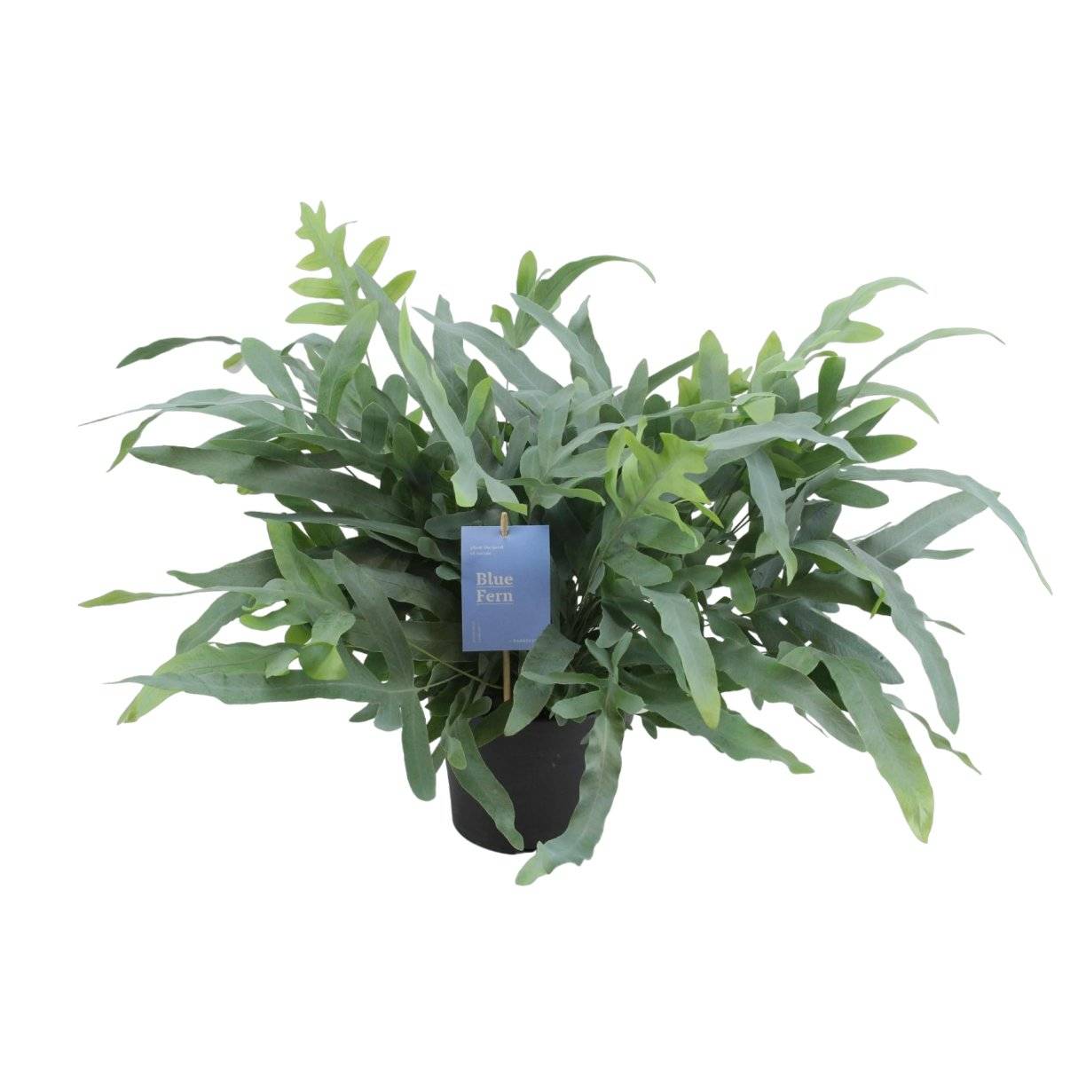 Phlebodium Aureum Bleu Star - D17 H50cm