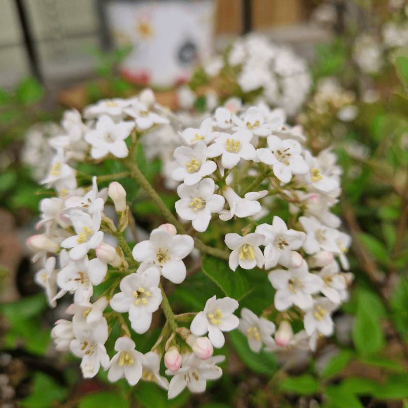 Viorne de Burkwood, Viburnum à fleurs Blanche - feuillage Caduc - Pot de 3L - 40/60 cm-  hauteur à maturité De 2,50 m à 3,00 m