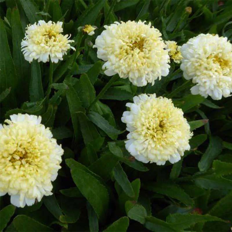 Promesse de Fleurs - Leucanthemum superbum Luna - Grande marguerite Godet de 8/9 cm