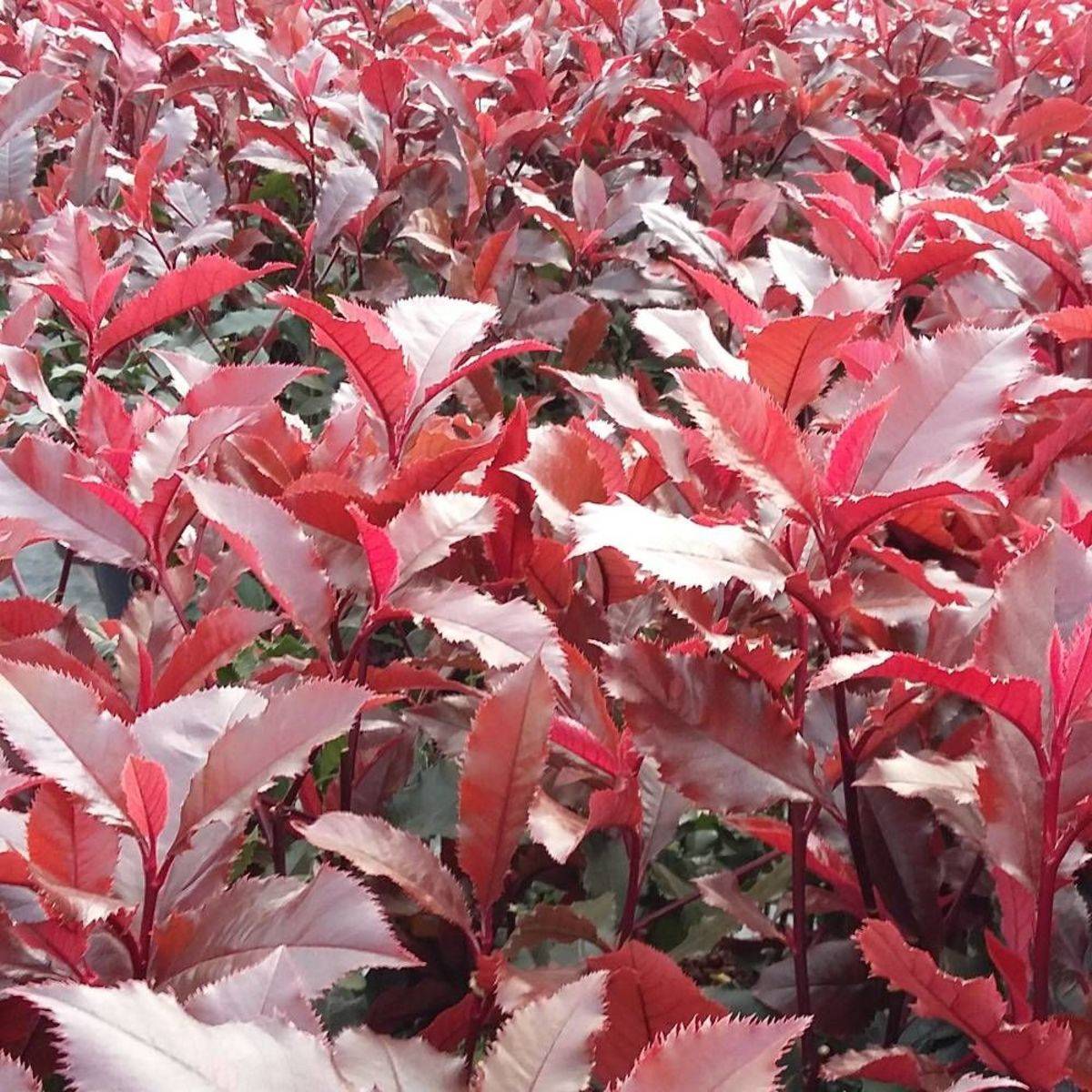 Photinia x fraseri Magical Volcano® 'Kolmavoca' à fleurs Blanche - feuillage Persistant - Pot de 3L - 20/40 cm-  hauteur à maturité De 1,50 m à 2,00 m - Image 2