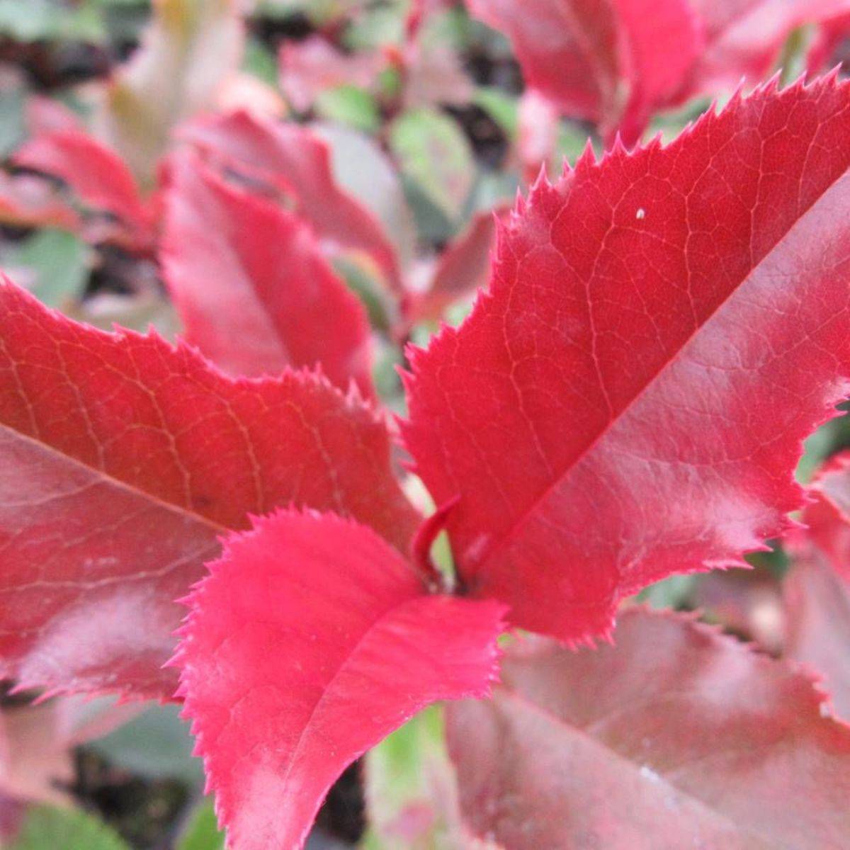 Photinia x fraseri Magical Volcano® 'Kolmavoca' à fleurs Blanche - feuillage Persistant - Pot de 3L - 20/40 cm-  hauteur à maturité De 1,50 m à 2,00 m - Image 5