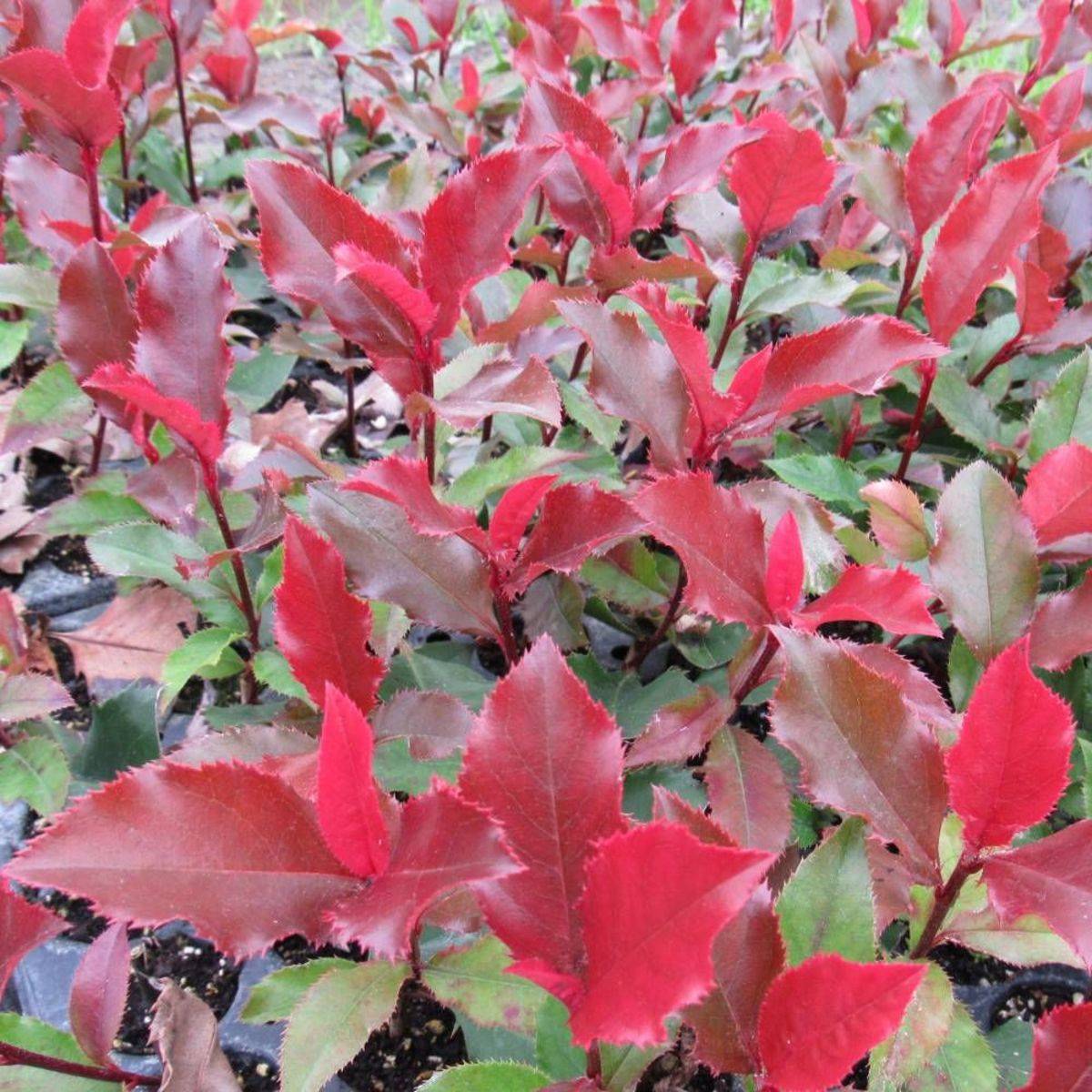 Photinia x fraseri Magical Volcano® 'Kolmavoca' à fleurs Blanche - feuillage Persistant - Pot de 3L - 20/40 cm-  hauteur à maturité De 1,50 m à 2,00 m - Image 4