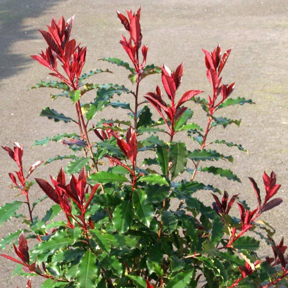 Photinia x fraseri Magical Volcano® 'Kolmavoca' à fleurs Blanche - feuillage Persistant - Pot de 3L - 20/40 cm-  hauteur à maturité De 1,50 m à 2,00 m - Image 3
