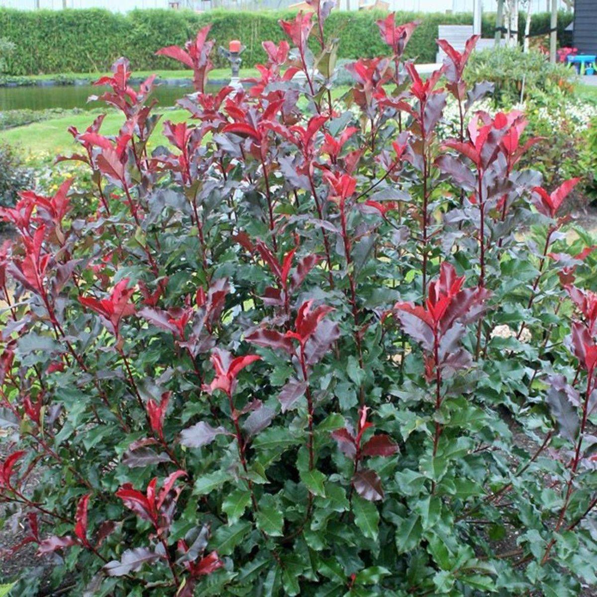Photinia x fraseri Magical Volcano® 'Kolmavoca' à fleurs Blanche - feuillage Persistant - Pot de 3L - 20/40 cm-  hauteur à maturité De 1,50 m à 2,00 m - Image 1