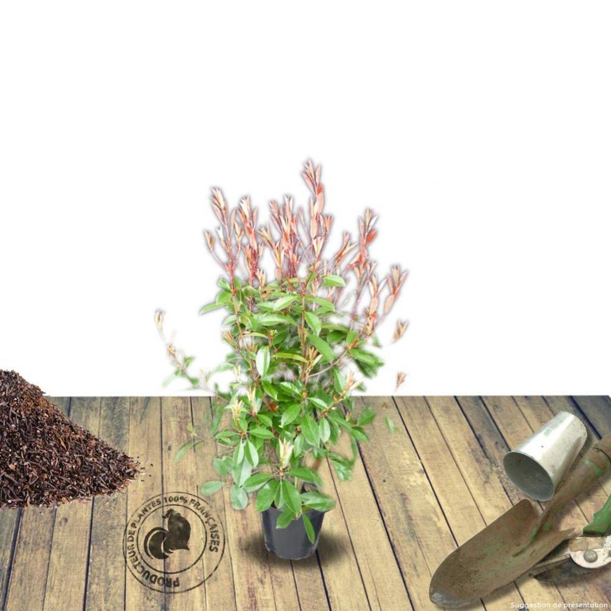 Photinia x fraseri Magical Volcano® 'Kolmavoca' à fleurs Blanche - feuillage Persistant - Pot de 3L - 20/40 cm-  hauteur à maturité De 1,50 m à 2,00 m - Image 6