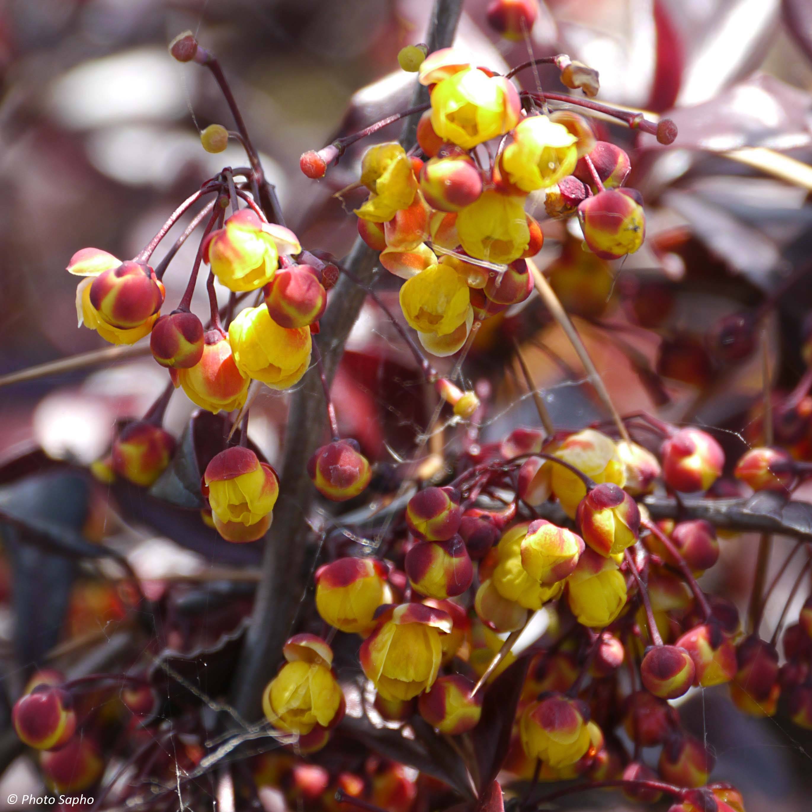 Promesse de Fleurs - Berberis Thunderbolt® - Epine-vinette Pot de 2L/3L - Image 1