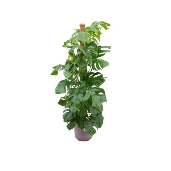 Monstera Pertusum 150cm et Son Pot Violet - D26 H150cm
