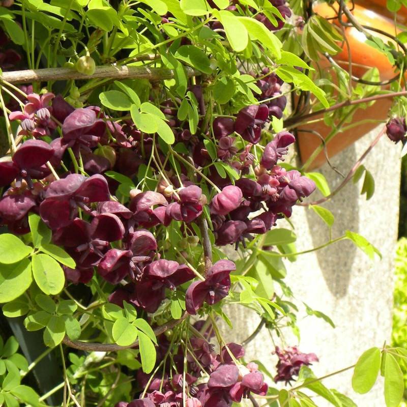 Akebie quinata, Akebia à fleurs Violette - feuillage Semi-Persistant - Pot de 3L - Echelle bambou 60/120 cm- hauteur à maturité De 5,00 m à 10,00 m - Image 1