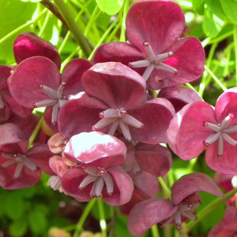 Akebie quinata, Akebia à fleurs Violette - feuillage Semi-Persistant - Pot de 3L - Echelle bambou 60/120 cm- hauteur à maturité De 5,00 m à 10,00 m - Image 2