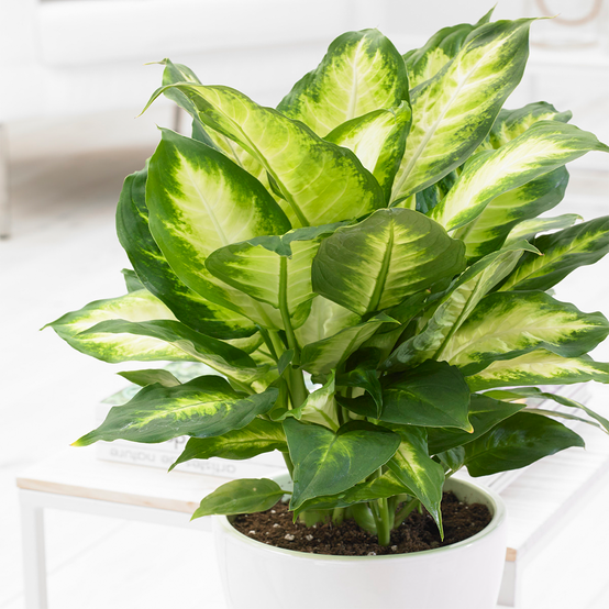 Gardenersdream - Dieffenbachia Camilla Plantes D'Intérieur En Pot De 12 Cm - Idéale Pour La Maison Ou Le Bureau - GardenersDream - Image 1