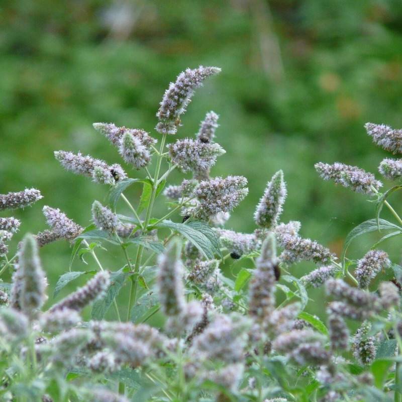 Menthe à feuille de buddleia à fleurs Rose - feuillage Caduc - Godet - 5/20 cm-  hauteur à maturité De 0,15 m à 0,50 m - Image 1