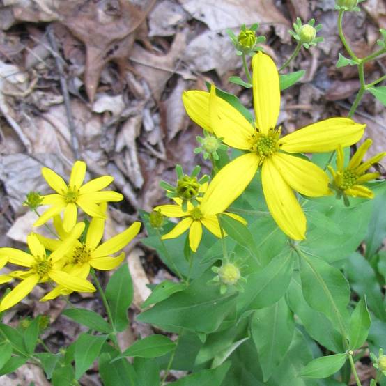 Coreopsis major Godet de 8/9 cm