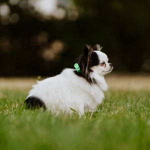 Mini Dog Tickless - Mentha Green - Image 3