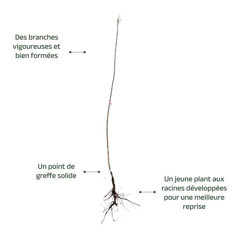 Néflier 'Belle de Grand Lieu' (Mespilus germanica 'Belle de Grand Lieu') - Scion de 100 à 150cm - Pépinières Naudet - Image 3