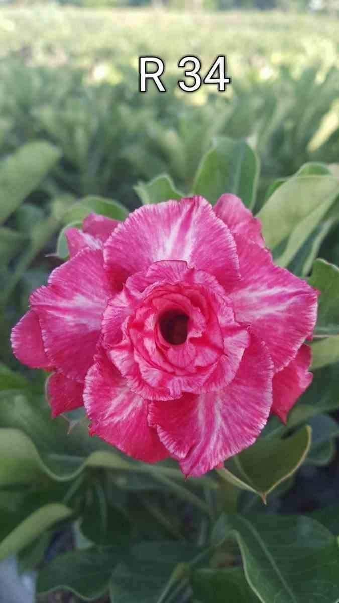Sans Marque - Adenium obesum cv.Rung taveesap Couleur floraison:Rose - Taille:Caudex d'environ 300g 20/25cm - Image 2