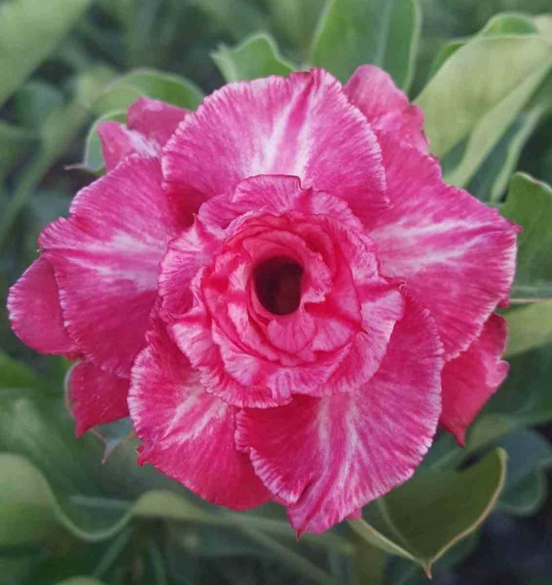 Sans Marque - Adenium obesum cv.Rung taveesap Couleur floraison:Rose - Taille:Caudex d'environ 300g 20/25cm - Image 1
