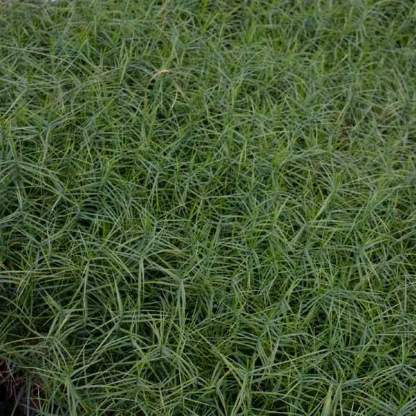 Promesse de Fleurs - Carex muskingumensis Little Midge - Laîche d'Amérique Pot de 1L/1,5L