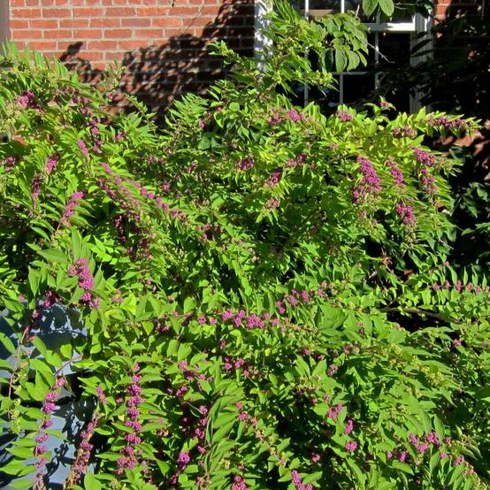Callicarpa dichotoma Issai Pot de 3L/4L - Image 1