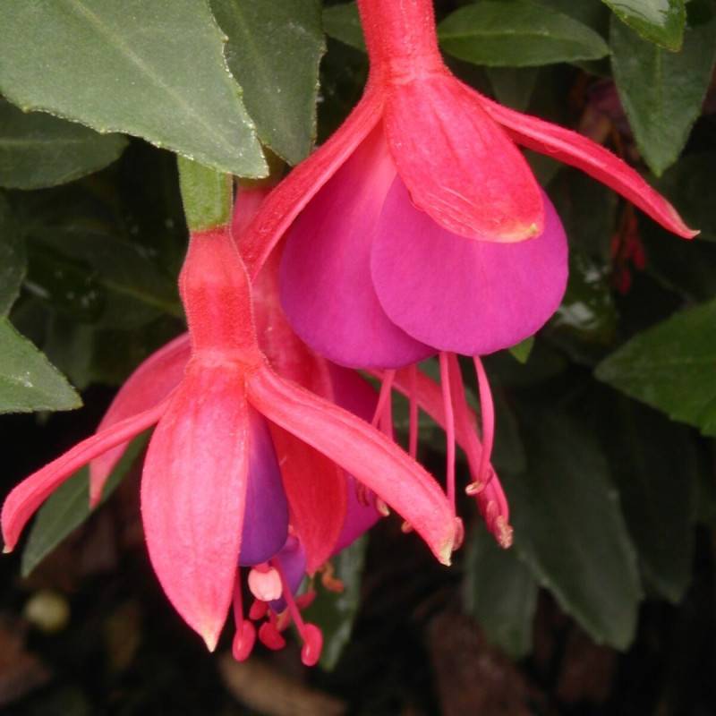 Fuchsia arbustif Tom Thumb à fleurs Violette/Rouge - feuillage Semi-Persistant - - Image 1