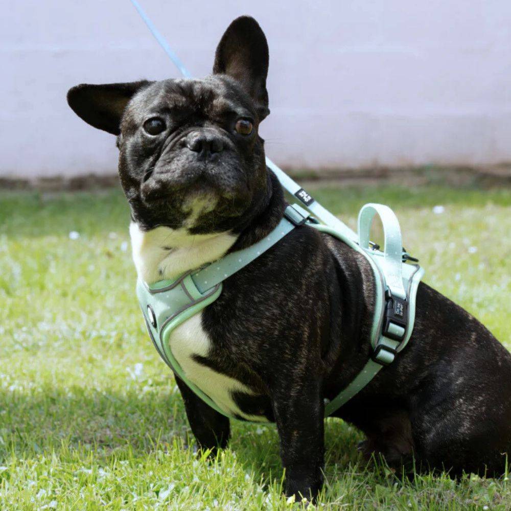 Harnais Premium pour chien confortable – Vert Pastel – On se la Pet - Image 3