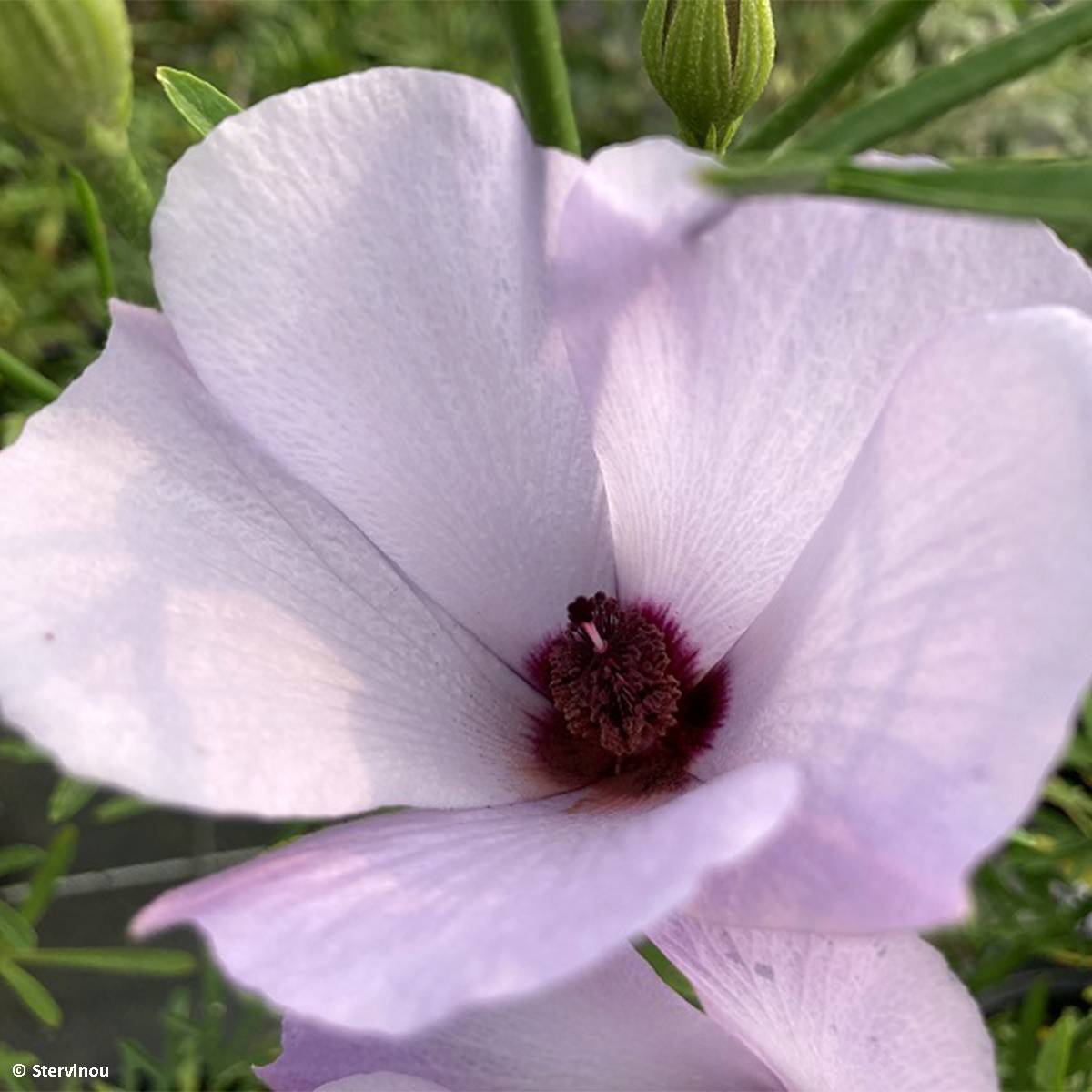 Promesse de Fleurs - Alyogyne Delightfully - Hibiscus bleu d'Australie Pot de 4L/5L