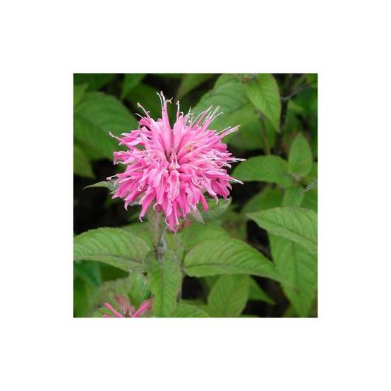 Monarde Croftway Pink à fleurs Rose - feuillage Caduc - Godet - 5/20 cm- hauteur à maturité De 0,50 m à 1,00 m