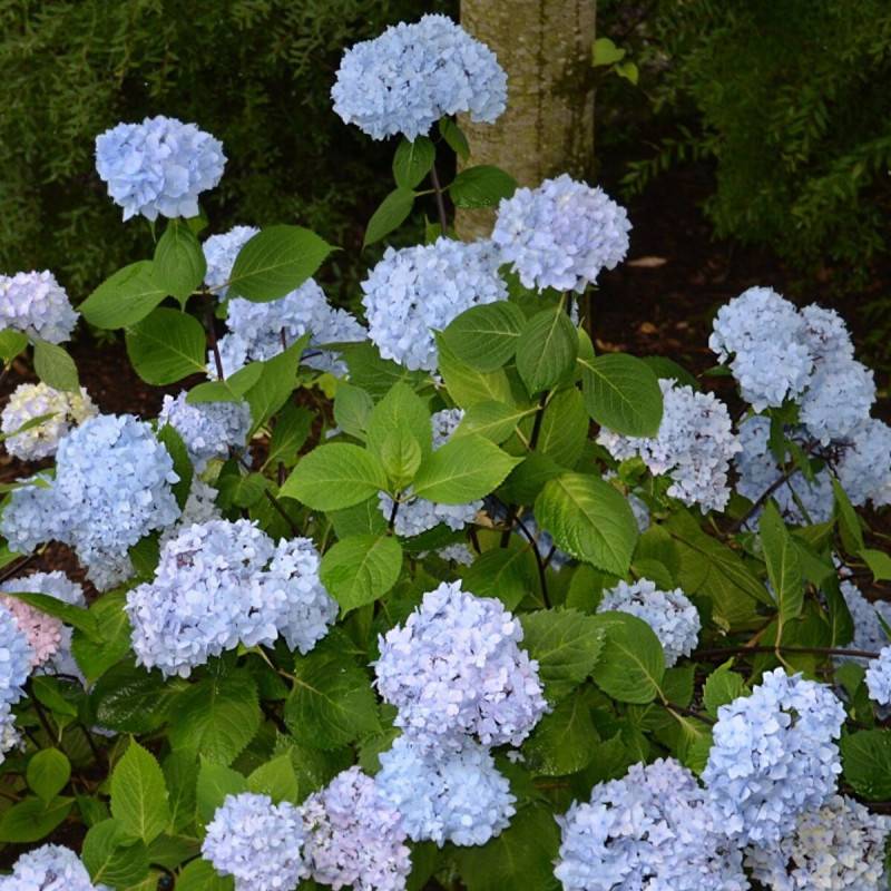 Hortensia So Long® Ebony 'MONMAR', Hydrangea macrophylla à fleurs Bleue - feuillage Caduc - Godet - 5/20 cm-  hauteur à maturité De 1,00 m à 1,50 m - Image 1
