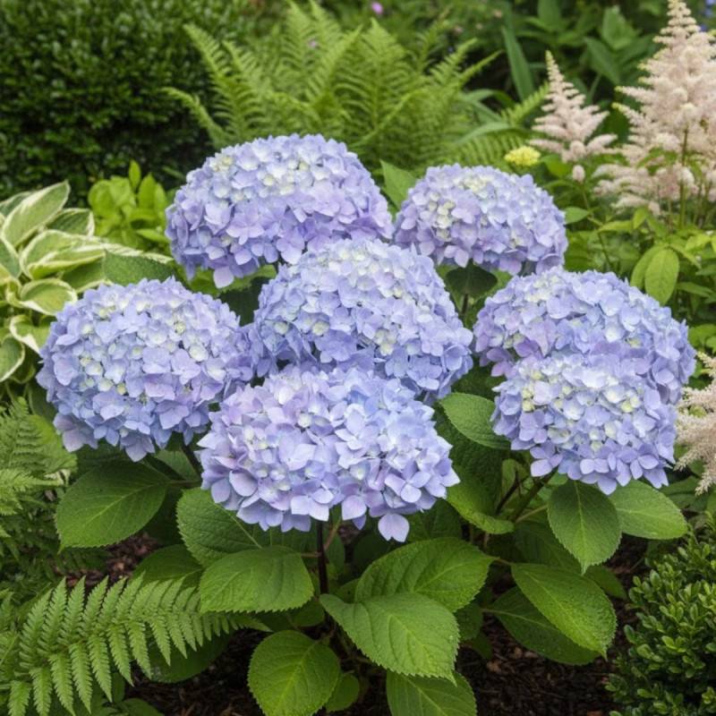 Hortensia So Long® Ebony 'MONMAR', Hydrangea macrophylla à fleurs Bleue - feuillage Caduc - Godet - 5/20 cm-  hauteur à maturité De 1,00 m à 1,50 m - Image 2