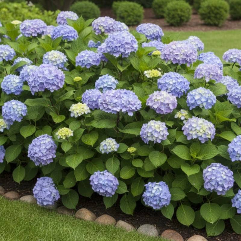 Hortensia So Long® Ebony 'MONMAR', Hydrangea macrophylla à fleurs Bleue - feuillage Caduc - Godet - 5/20 cm-  hauteur à maturité De 1,00 m à 1,50 m - Image 3