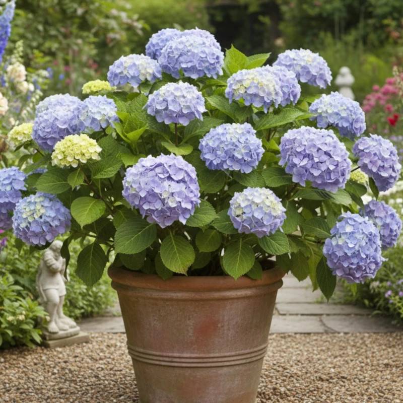 Hortensia So Long® Ebony 'MONMAR', Hydrangea macrophylla à fleurs Bleue - feuillage Caduc - Godet - 5/20 cm-  hauteur à maturité De 1,00 m à 1,50 m - Image 4