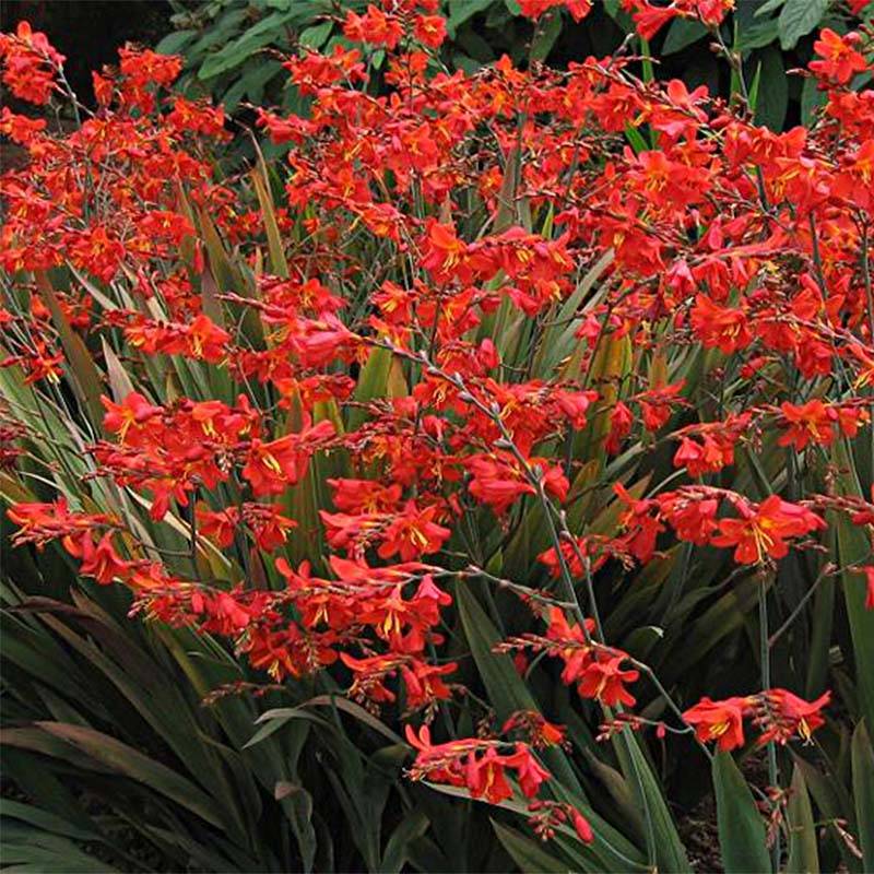 Promesse de Fleurs - Crocosmia hybride Saracen - Montbretia Godet de 8/9 cm