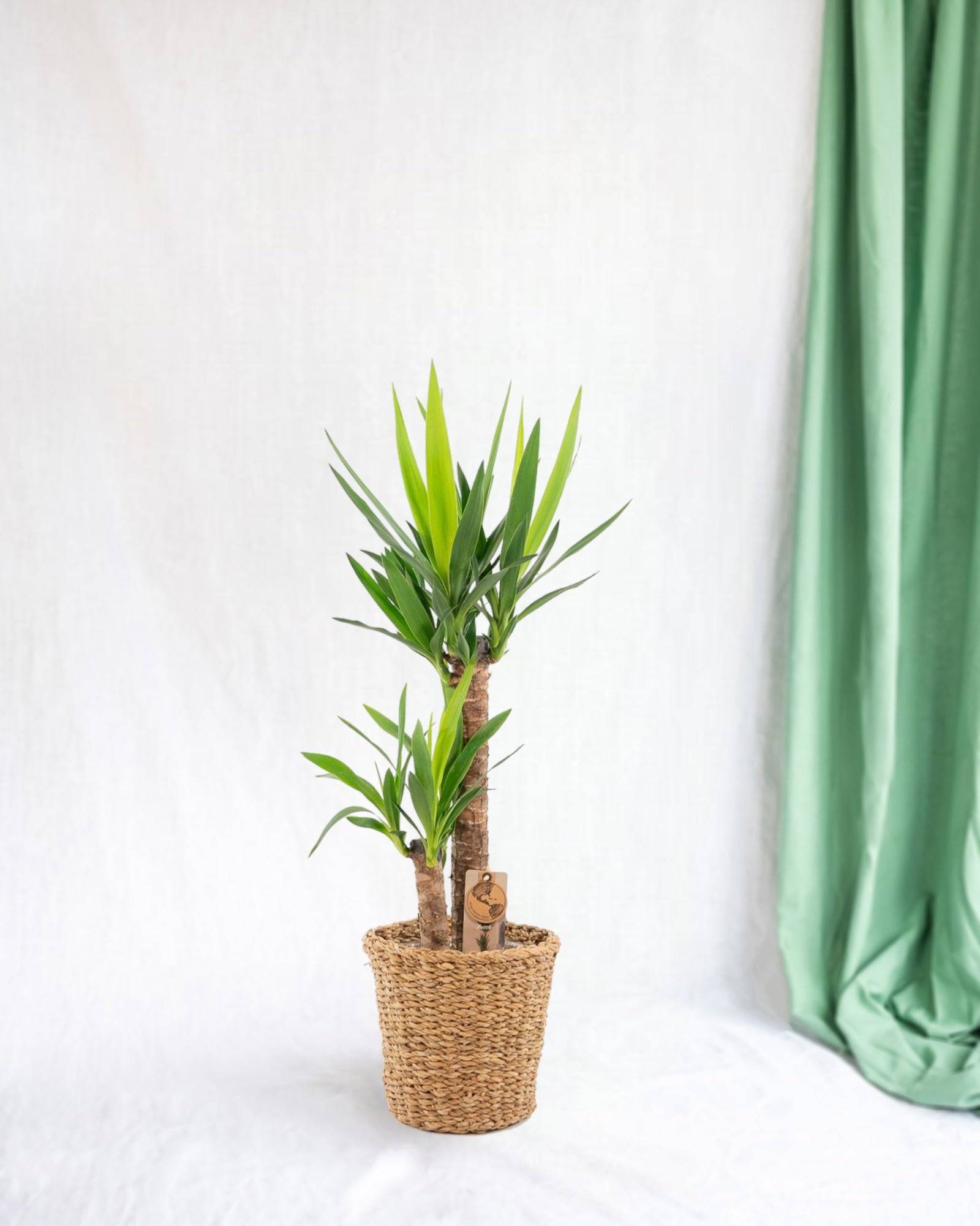 La Green Touch - Grand yucca avec panier 100cm - Plante d'intérieur- La Green Touch - Image 2
