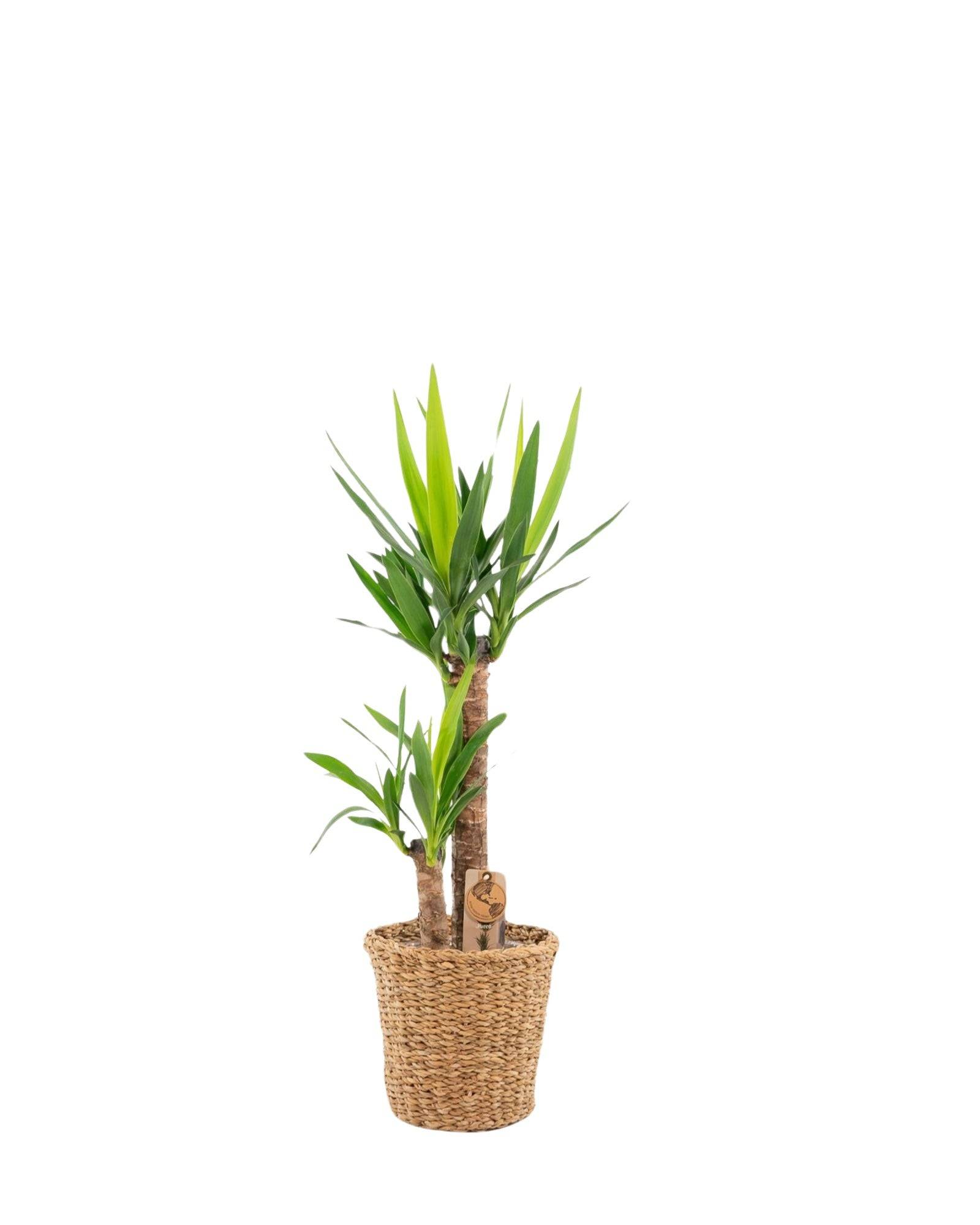 La Green Touch - Grand yucca avec panier 100cm - Plante d'intérieur- La Green Touch - Image 1