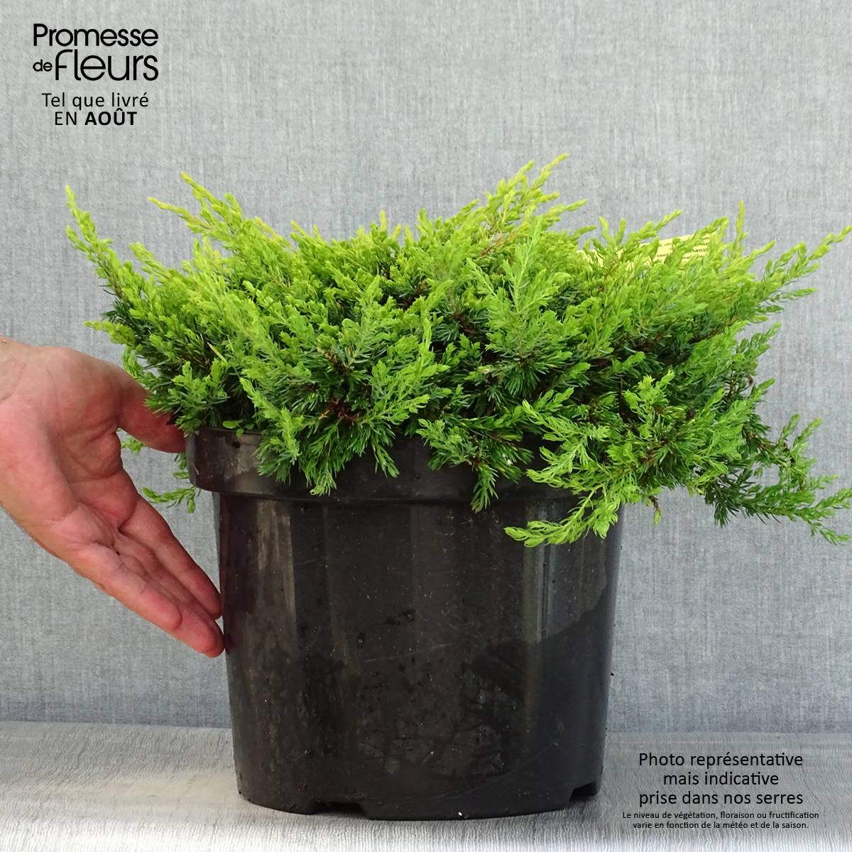 Genévrier commun - Juniperus communis Goldschatz Pot de 7,5L/10L - Image 2