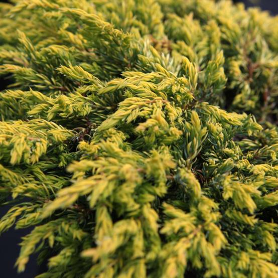 Genévrier commun - Juniperus communis Goldschatz Pot de 7,5L/10L - Image 1