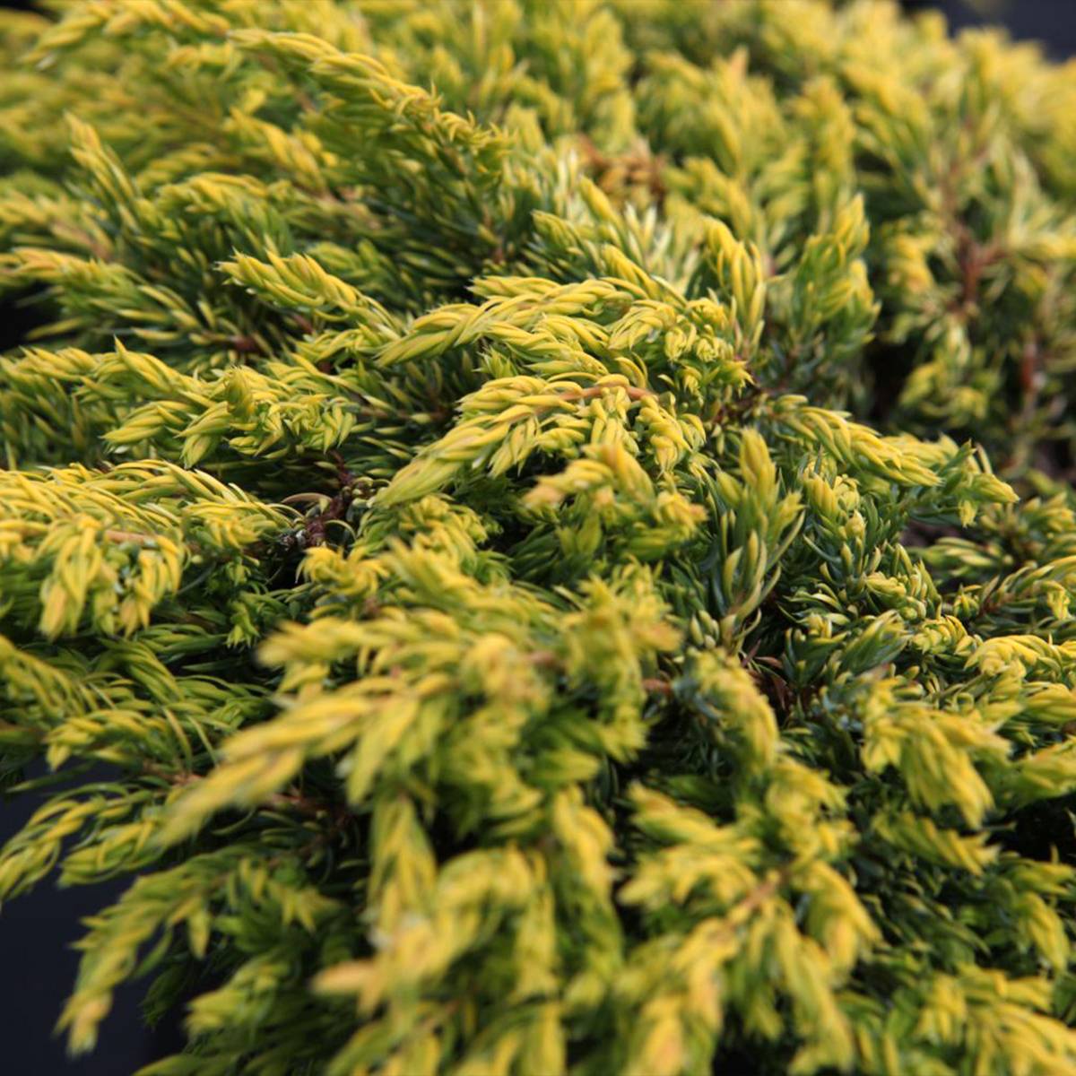 Genévrier commun - Juniperus communis Goldschatz Pot de 7,5L/10L - Image 1