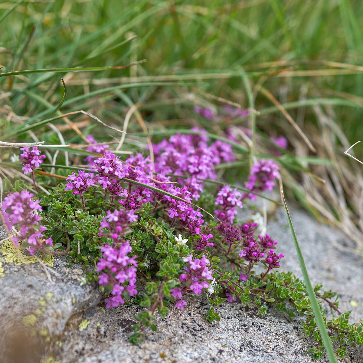 Promesse de Fleurs - Thym serpolet - Thymus serpyllum Godet de 7/8 cm